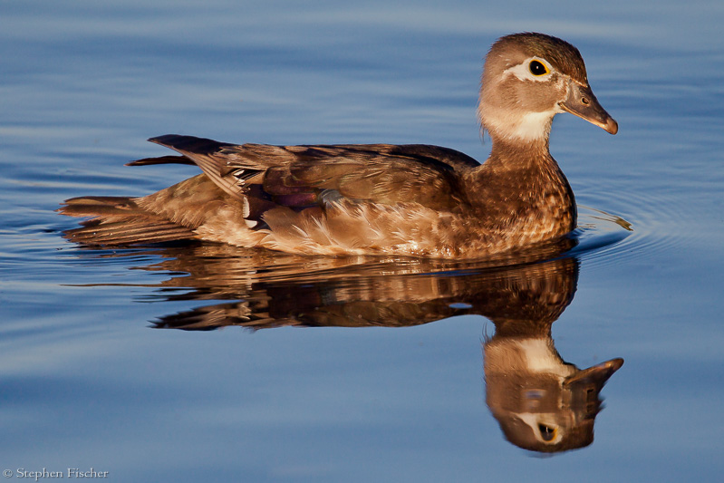 Female Wood duck