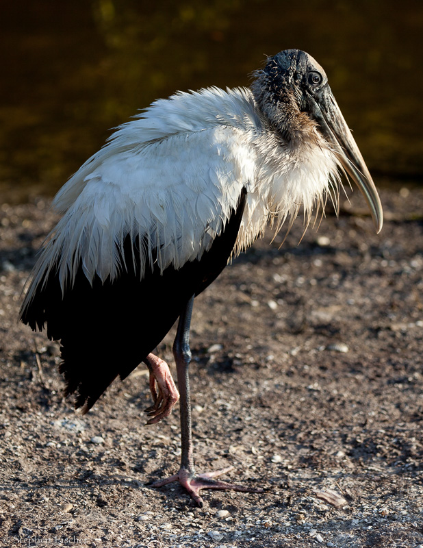 Woodstork profile