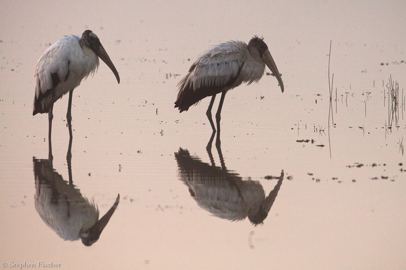 Wood stork morning explorers