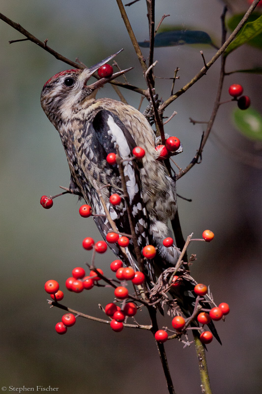 Picking berries