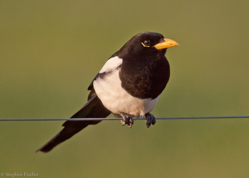 Yellow-billed magpie