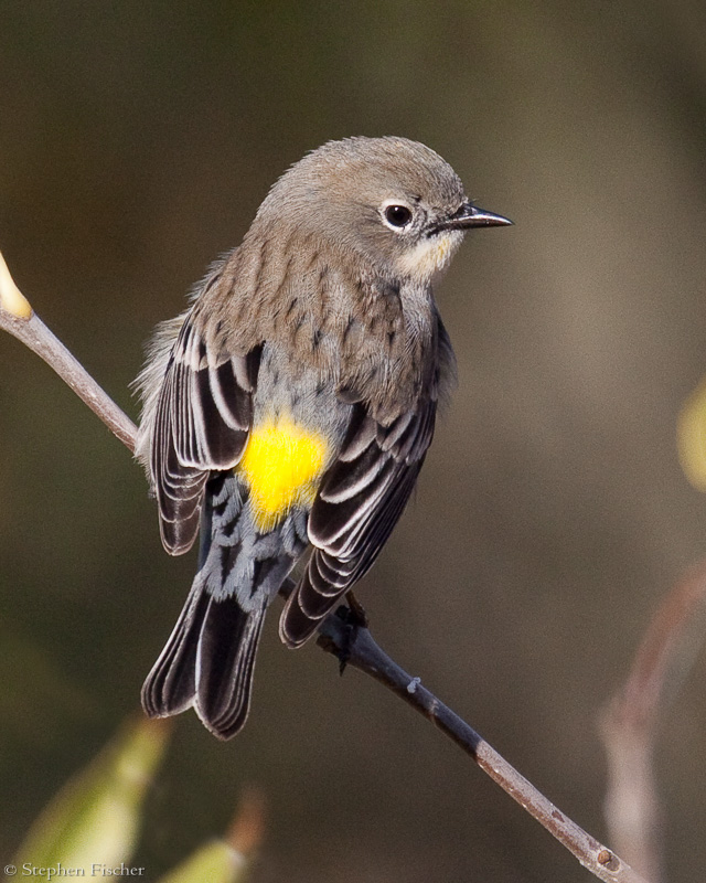 Yellow Rumped Warbler