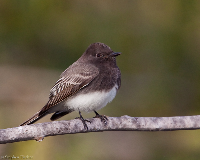 Black Phoebe on a perch