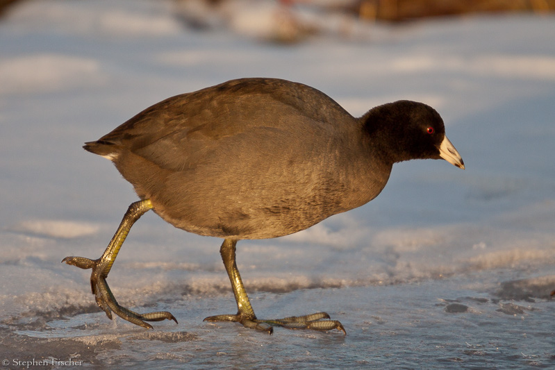 Coot on the ice