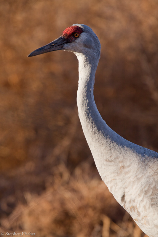 Sandhill Crane close-up