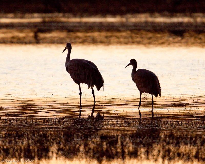 Crane silhouette