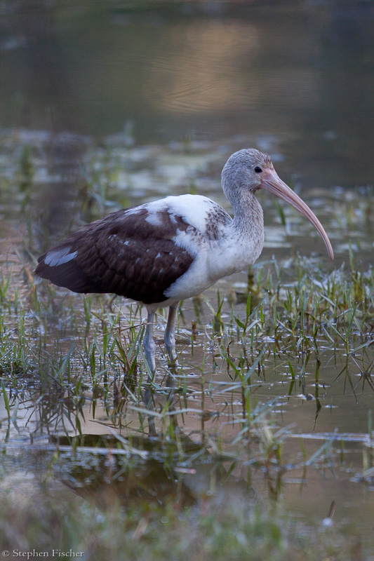 In the swamps