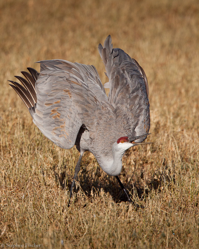 Crane show-off