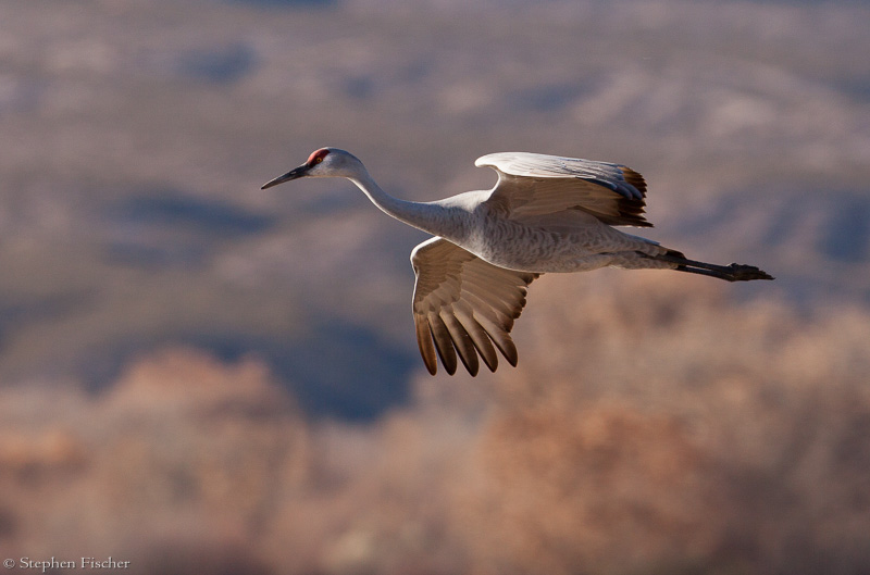 Adonis of Sandhill Cranes