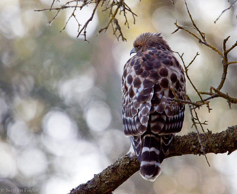 Red Shouldered Hawk watching