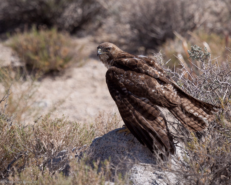 Red-tailed hawk