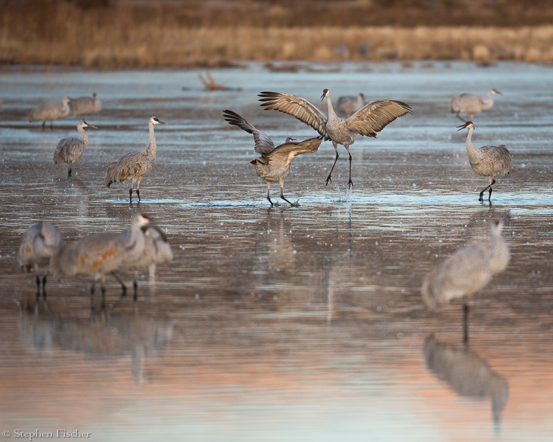 Crane frolic