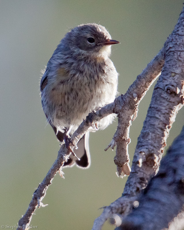 Blue-Gray Gnatcatcher