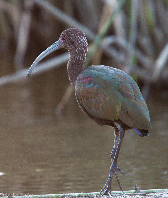 White faced Ibis