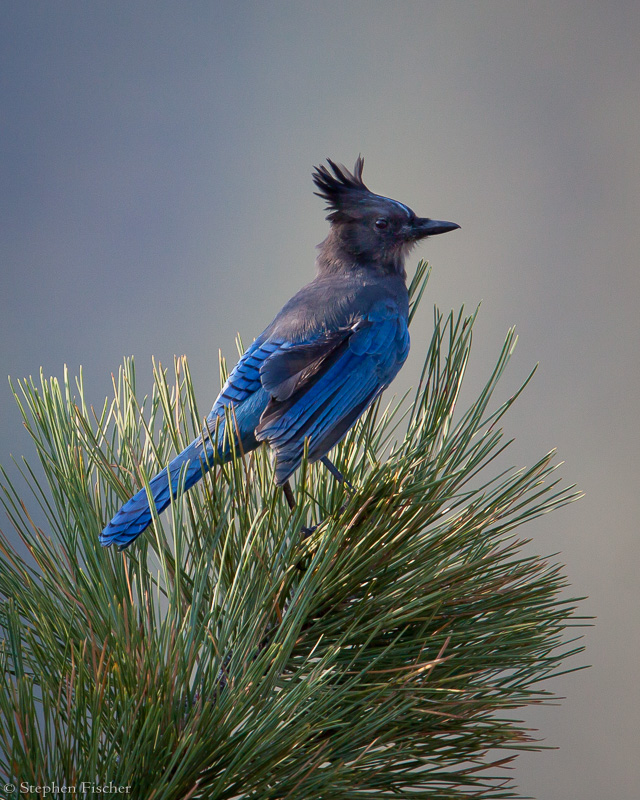 Stellar Jay