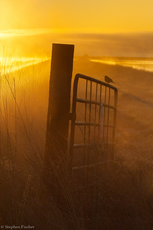 Heaven's gate
