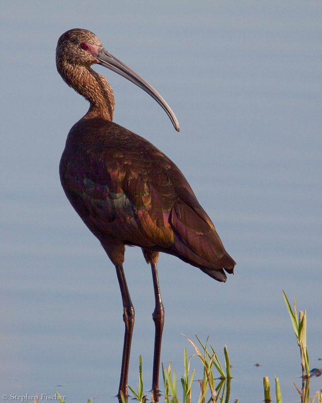 Wading Ibis