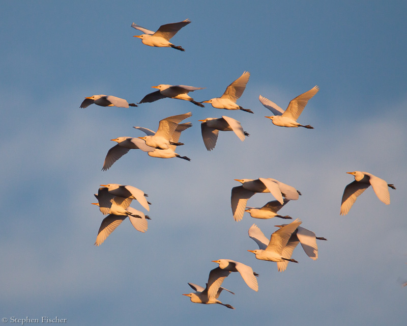 Egret morning flight