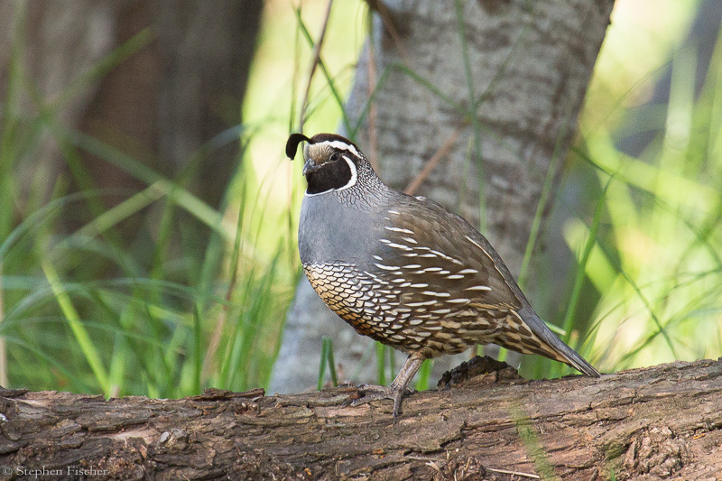 California quail