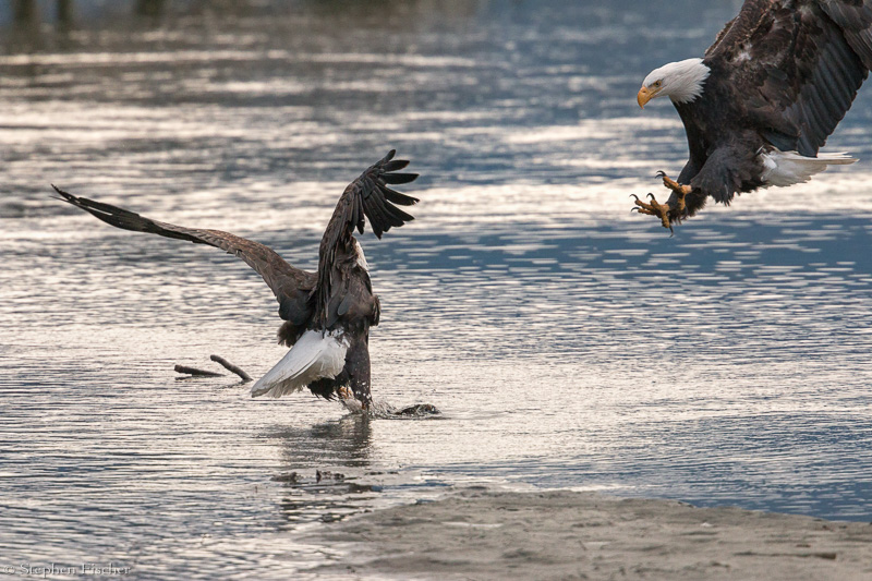 Eagle attack
