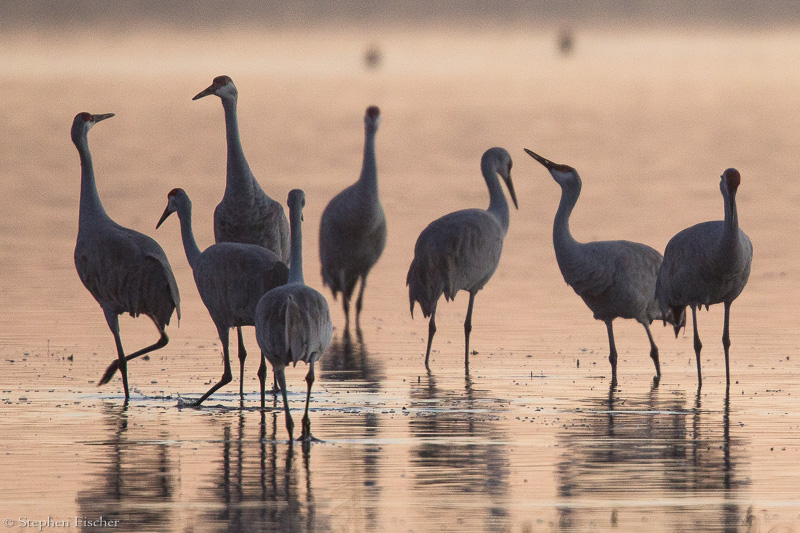 Mystery of the Cranes