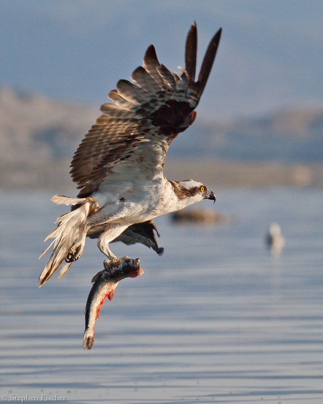 Osprey catch