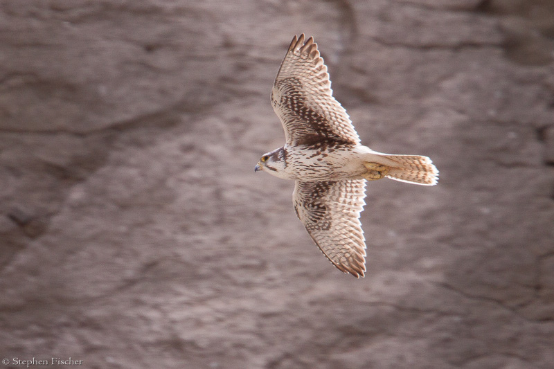 Prairie Falcon