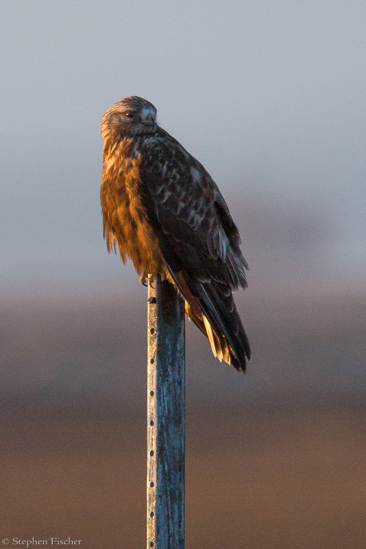 Raptor on a stick