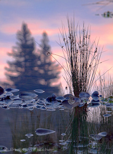 Upside down reflections
