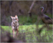 Coyote meal