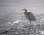 Great Blue Heron in the fog