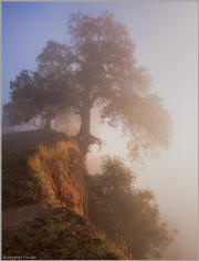 Hanging Tree