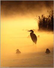 Heron sunrise silhouette