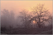 Rising Sun