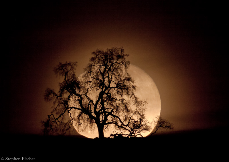 Golden moon oak silhouette