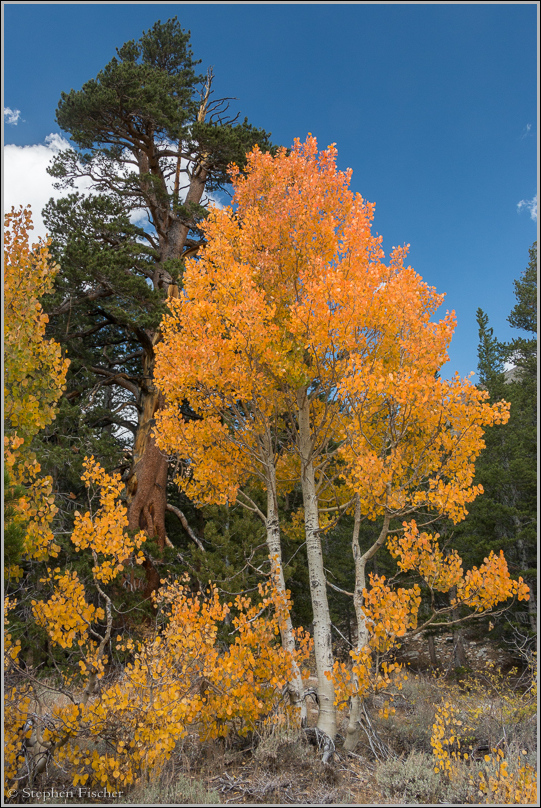 Brilliant orange