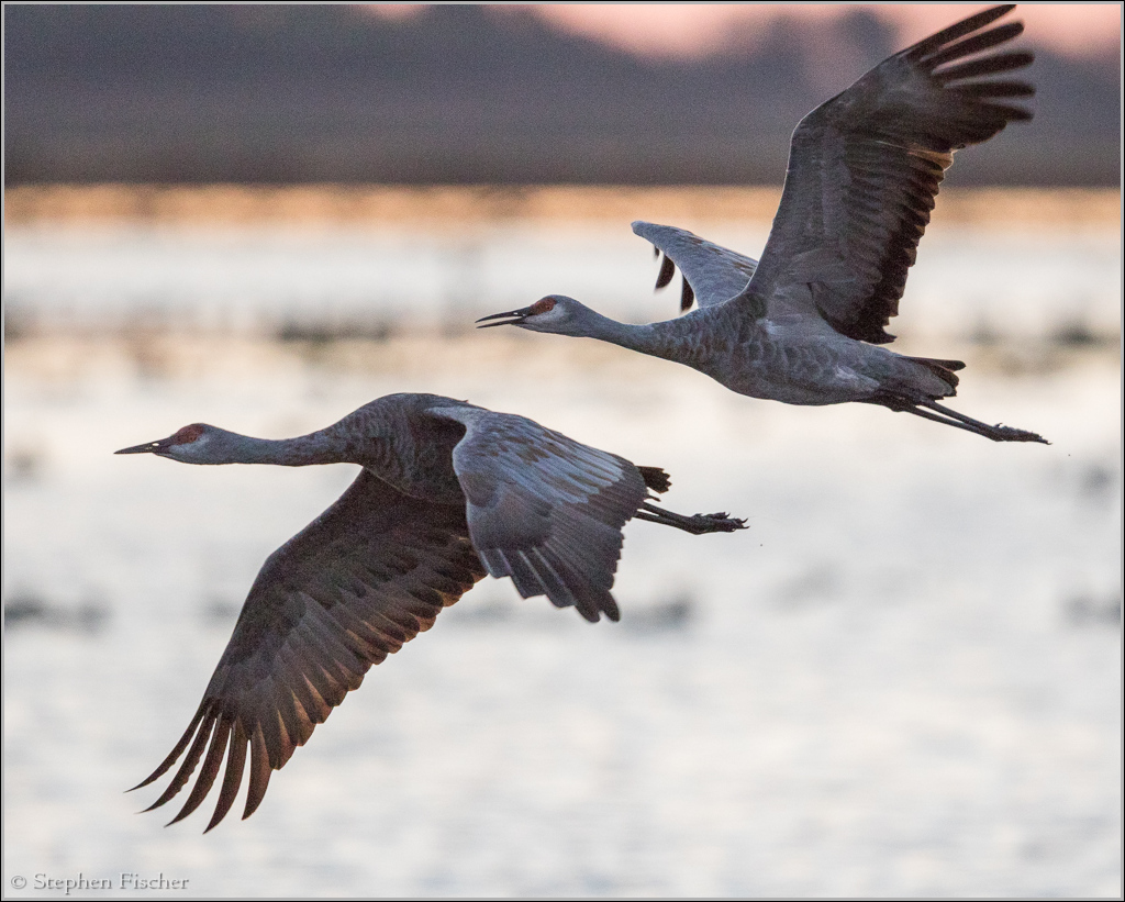 Sandhill Crane duo