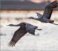 Crane duo
