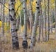 Aspen trunks