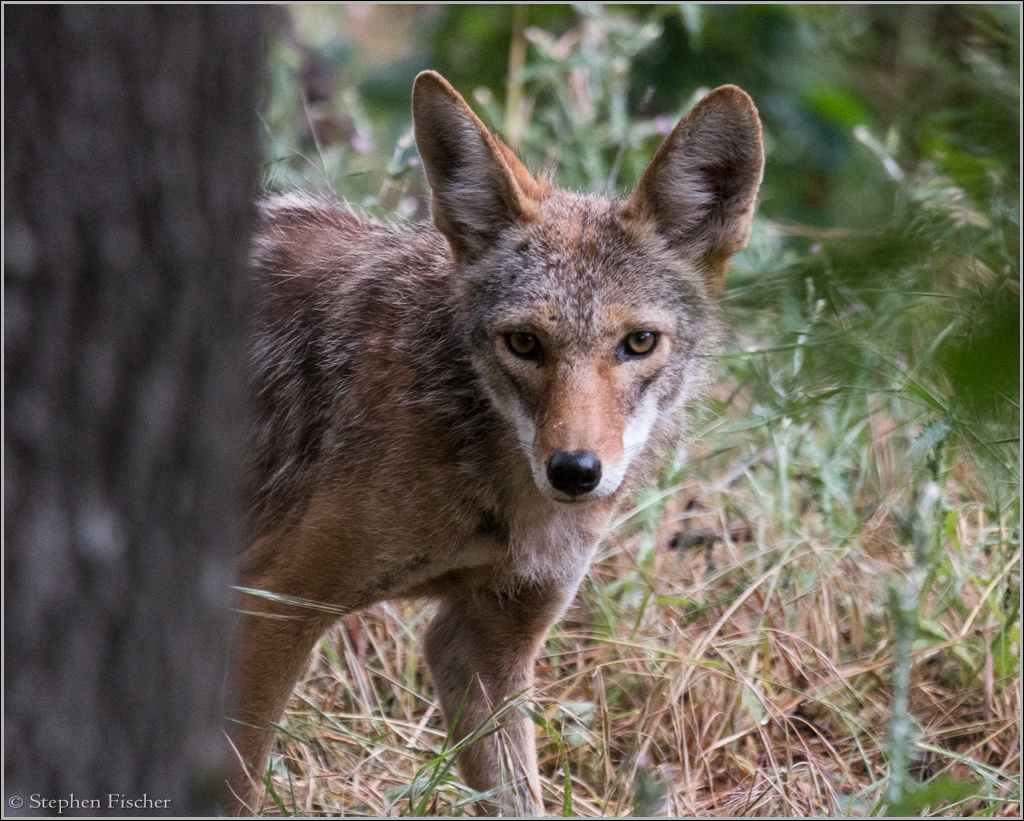Coyote spy