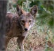 Coyote spying from behind a tree