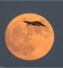 Sandhill Cranes at the super moon