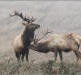 Elk at Point Reyes