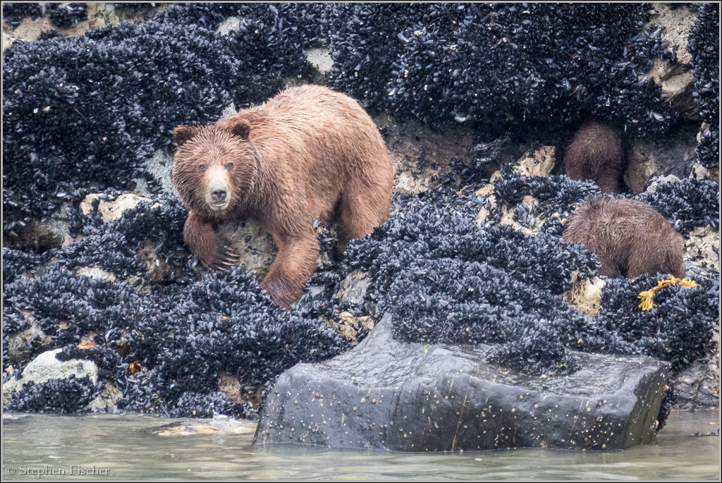 Alaskan Brown Bear at Glacier Bay