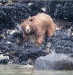 Alaskan brown bear along Glacier Bay