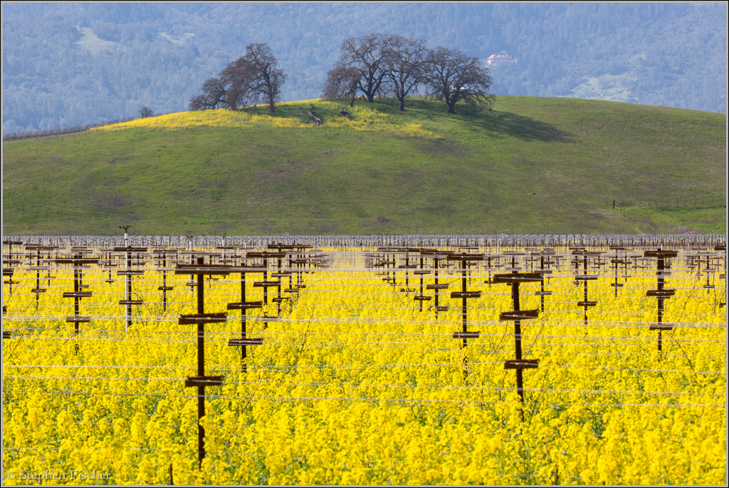 Napa Valley mustard