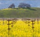 Napa Valley mustard