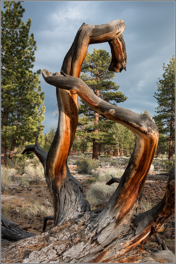 Jeffery Pine forest of the Mono Craters