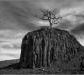 The last oak