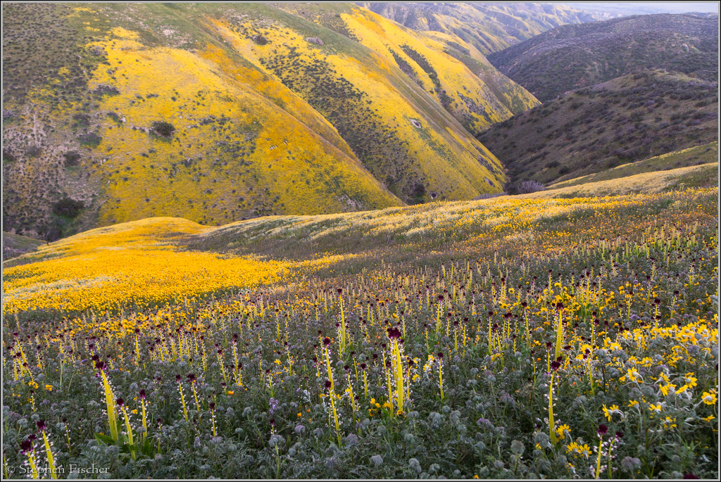 Carrizo Plains wildflowers